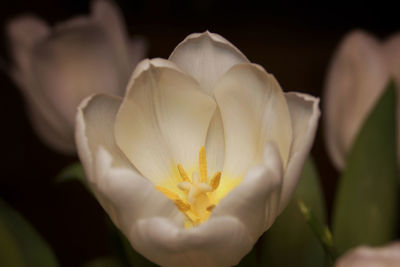 Close-up of yellow flower