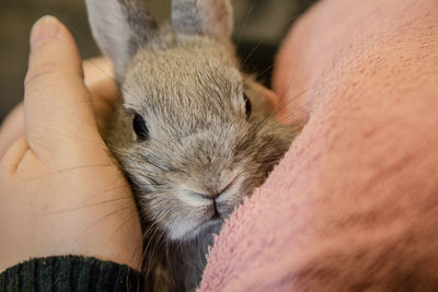 Close-up of hand holding squirrel