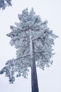 Low angle view of tree against sky during winter