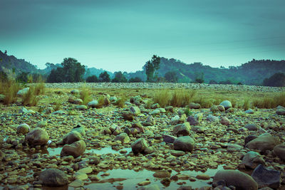 Scenic view of field against clear sky