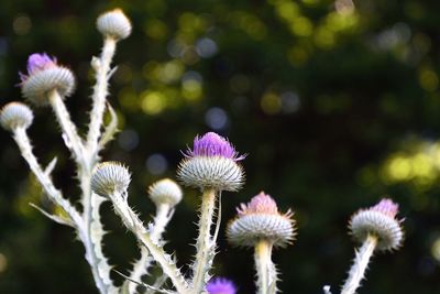 Close-up of thistle flowers