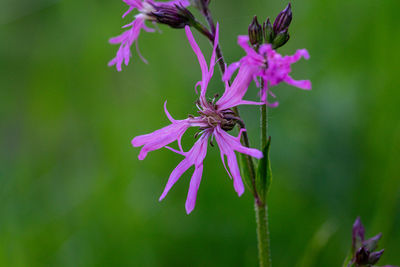 Open-air stage between rocks at the bastion