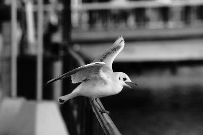 Close-up of seagull flying