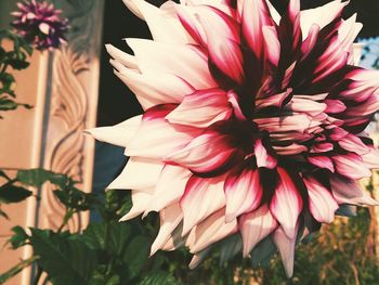 Close-up of pink flowers