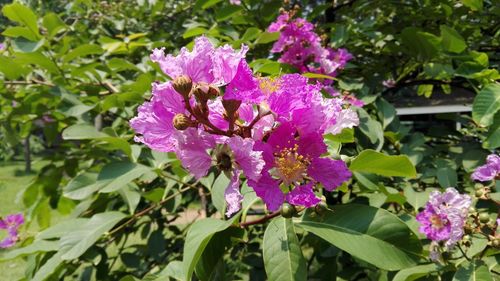 Close-up of pink flowers