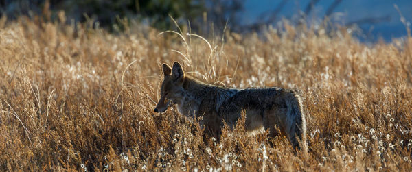 Deer standing on field