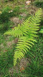 High angle view of fern on field