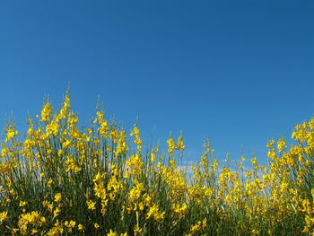 Yellow flowers in field against clear blue sky