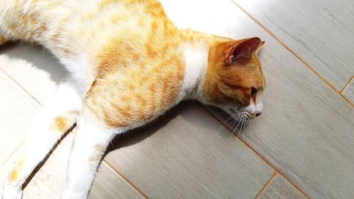 High angle view of cat sleeping on hardwood floor