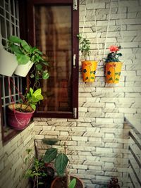 Potted plants on wall of building