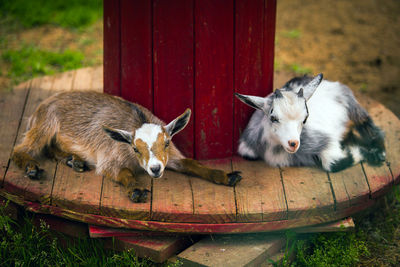 Cats relaxing in a field