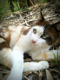 Close-up portrait of cat