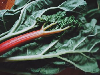 Close-up of vegetables