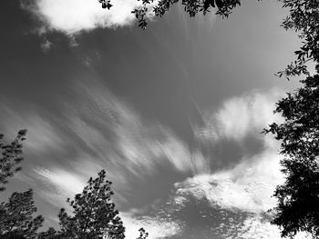 Low angle view of trees against sky