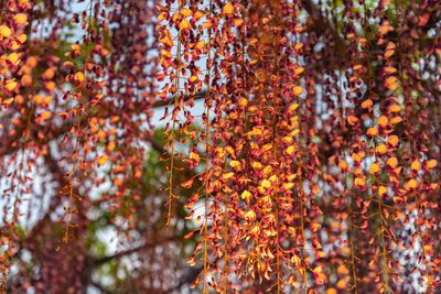 Close-up of autumnal tree