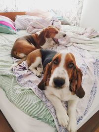 Portrait of dogs resting on bed