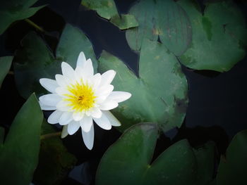 Close-up of water lily in pond