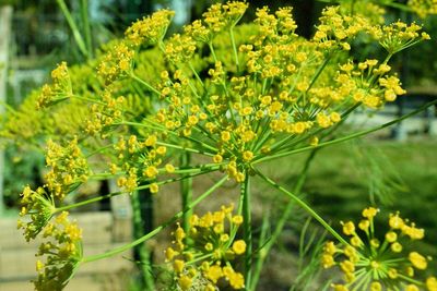 Close-up of plants