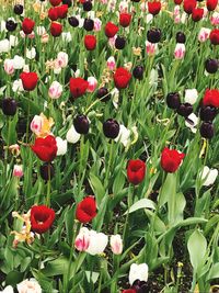 Close-up of poppy flowers blooming in field