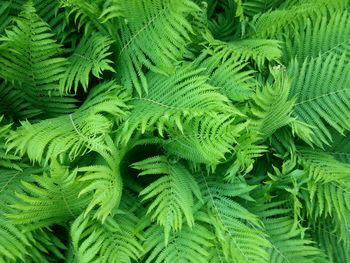 Full frame shot of green leaves