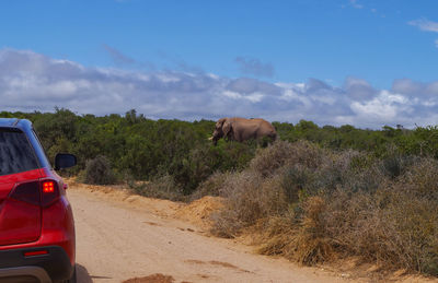 View of horse cart on road against sky