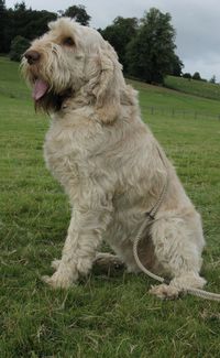 Dog on field against sky