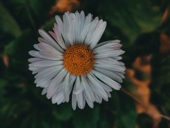 Close-up of white daisy