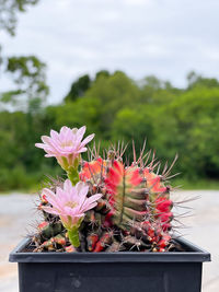 Close-up of potted cactus flower pot