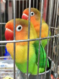 Close-up of parrot in cage