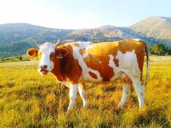 Cows standing on field against sky