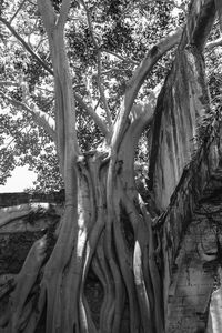 Low angle view of trees growing in forest