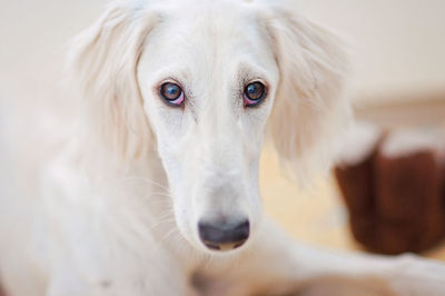 White saluki relaxing at home