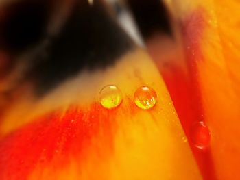 Close-up of red rose