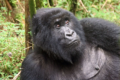 Female gorilla portrait