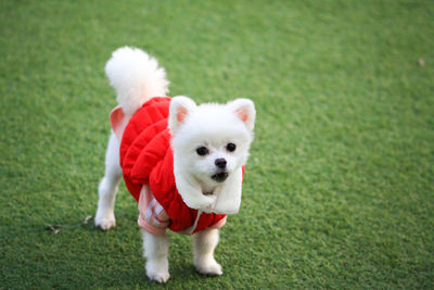 Portrait of white dog on grass
