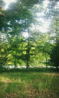 Trees growing in park