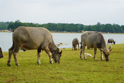 The water buffalo or bubalus bubalis, also called the asiatic buffalo, a large bovid originating.