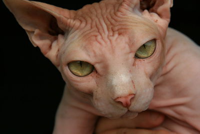 Close-up portrait of a bald cat