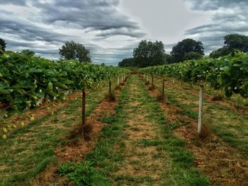 Vineyard against sky