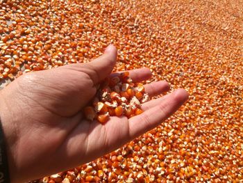 Close-up of hand with corn seeds