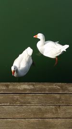 Close-up of swan perching on water