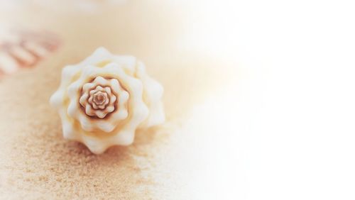Close-up of rose flower over white background