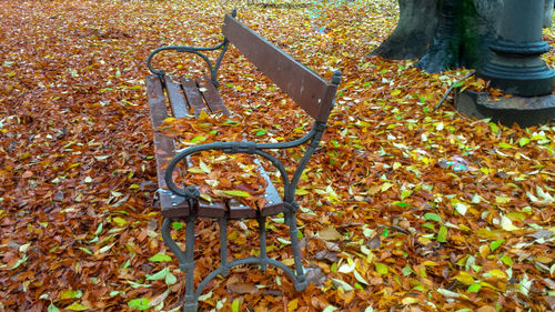 High angle view of dry leaves on metal land