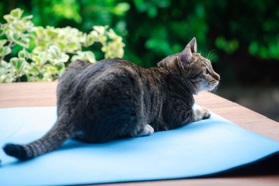 Close-up of a cat resting