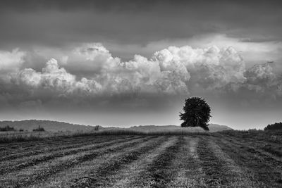 Scenic view of agricultural field against sky