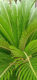 Full frame shot of palm tree leaves