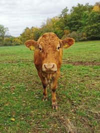Portrait of cow standing in field