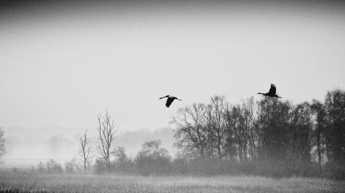 Birds flying against sky