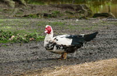 Beautiful and rare species of black and white muscovy duck with red head, cairina moschata.