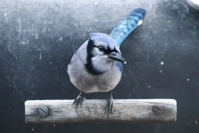 Close-up of bluejay perching on wood